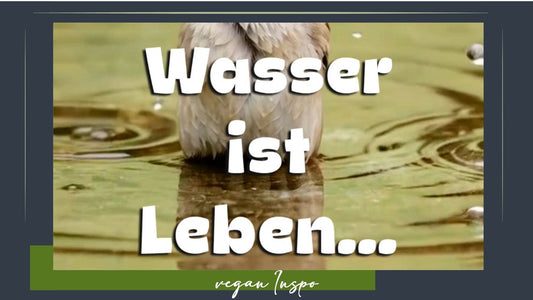 Wasser ist Leben - vor allem bei Hitzenwellen