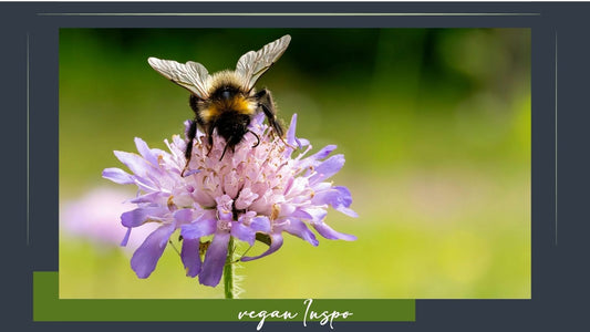 Eine Hummel sitzt auf einer weiß bis violett farbenen Blüte und saugt Nektar. Das Bild ist eingerahmt in einen dunkelgrauen Rahme mit feinen grün schimmernden Linien links, rechts und oben. Unten ist ein grünes Feld in dem der Text "Vegan Inspo" steht.